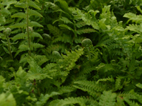 Hardy Fern Dryopteris filix-mas 'Crispa'